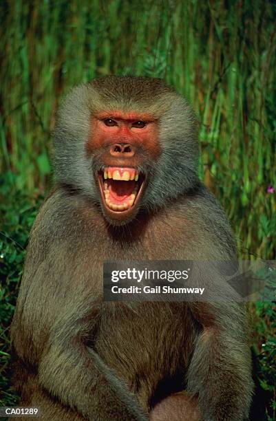 hamadryas baboon (papio hamadryas) - hamadryas baboon stock pictures, royalty-free photos & images