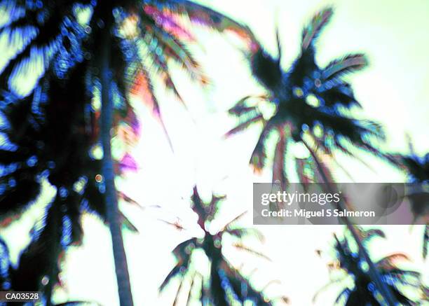 mexico, puerta vallarta, palmtrees - puerta 個照片及圖片檔