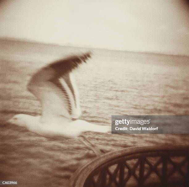 seagull taking flight from boat rail (toned b&w) - waldorf stock-fotos und bilder