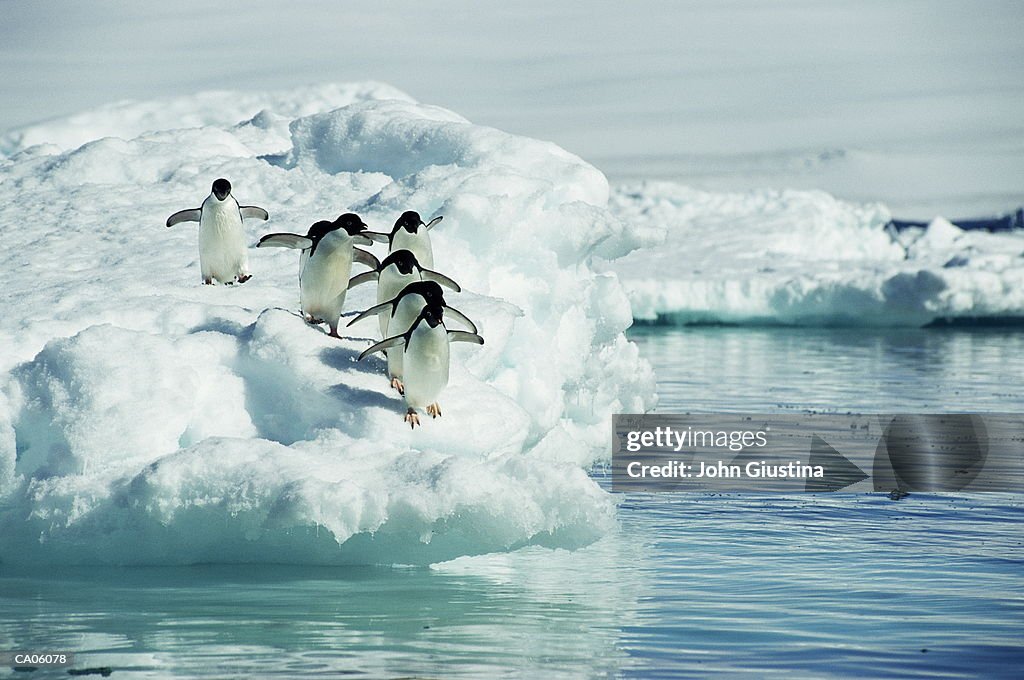 Adelie penguins (Pygoscelis adeliae) walking on iceberg