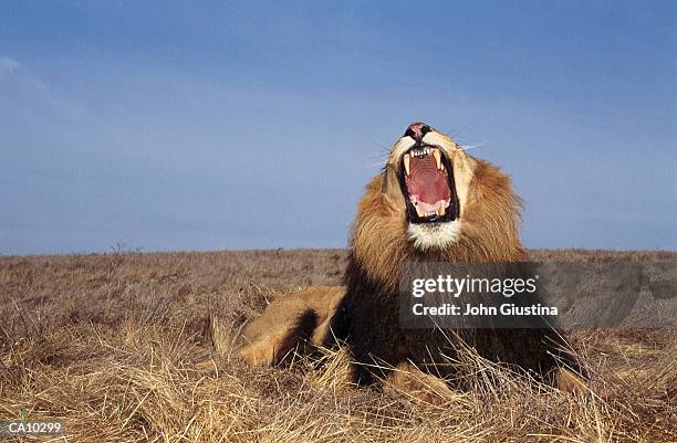 lion (panthera leo), mouth wide open - leon fotografías e imágenes de stock