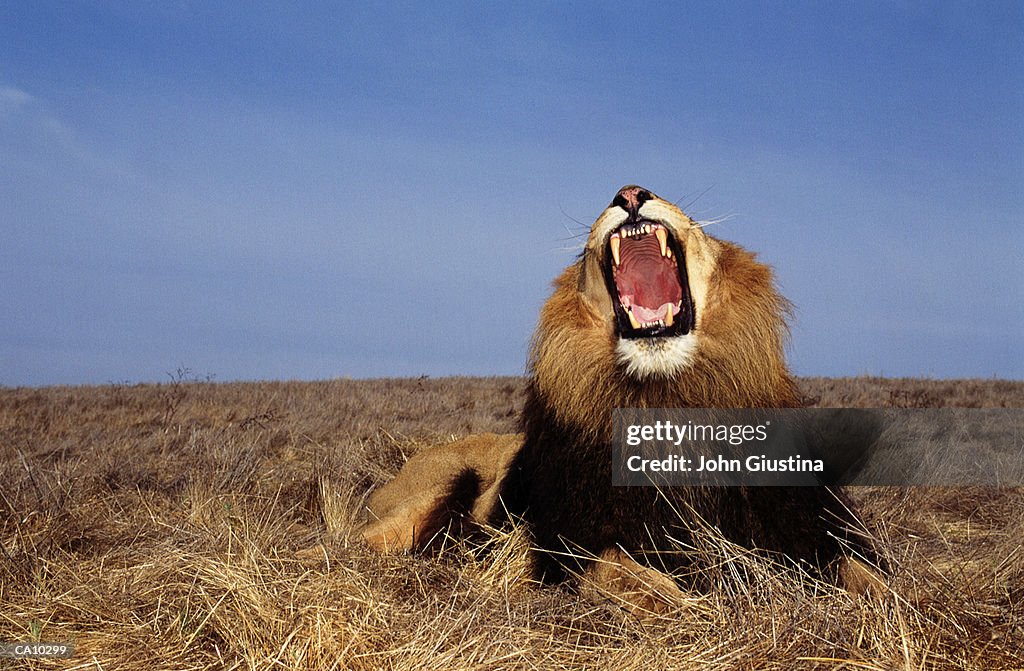 Lion (Panthera leo), mouth wide open