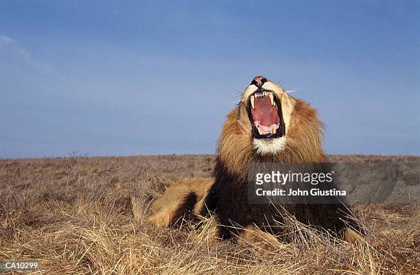 lion (panthera leo), mouth wide open - lion feline stock pictures, royalty-free photos & images