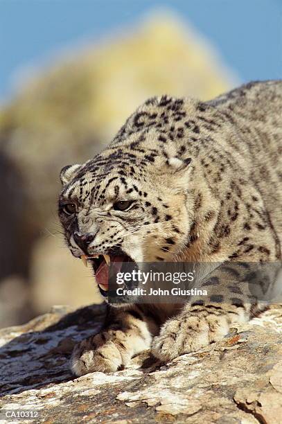 snow leopard (uncia uncia) snarling - snow leopard print stock pictures, royalty-free photos & images