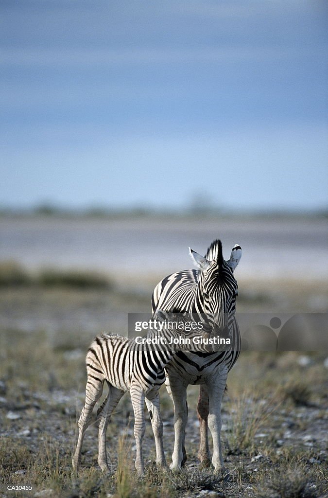 Burchell's Zebra (Equus burchelli) and young