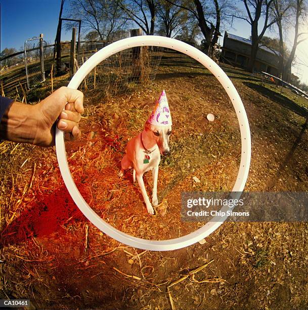 person encouraging dog to jump through hoop (wide angle lens) - trick or treats the 6th annual treats magazine halloween party sponsored by absolut elyx stock-fotos und bilder