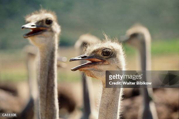 ostriches (struthio camelus), close-up - grupo mediano de animales fotografías e imágenes de stock