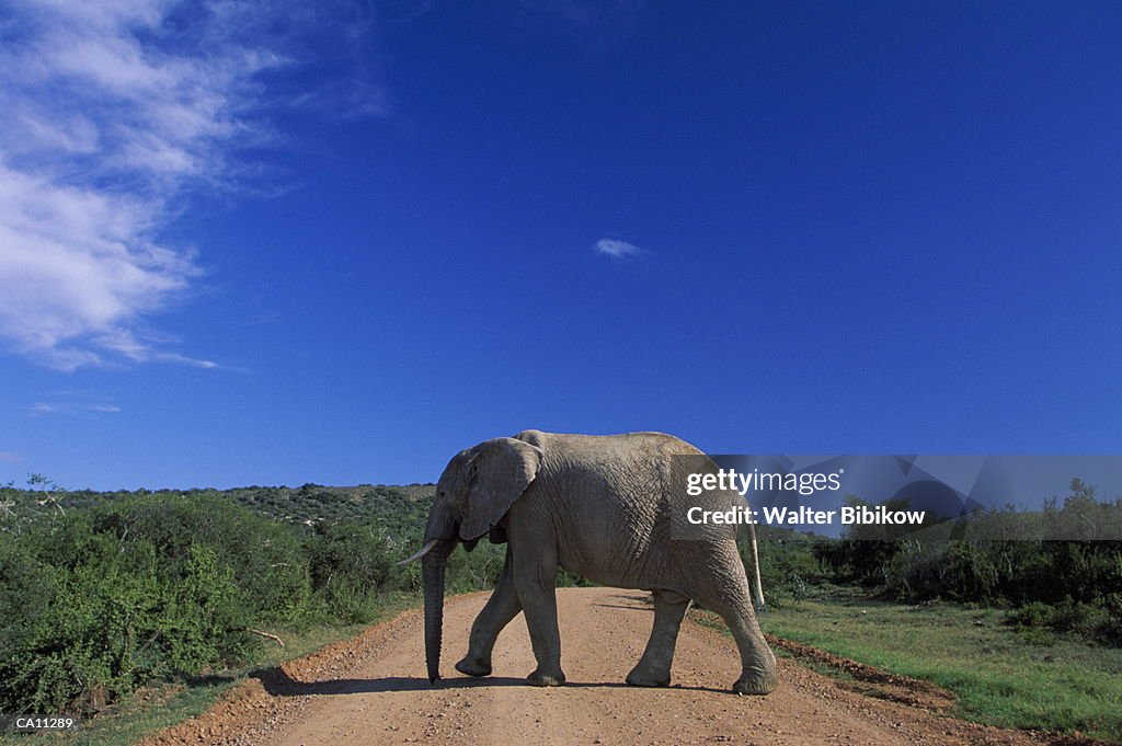 South Africa, Addo NP, elephant (Loxodonta africana) mature female