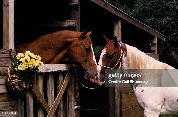 two horses, one in stall - met de neus aanraken stockfoto's en -beelden
