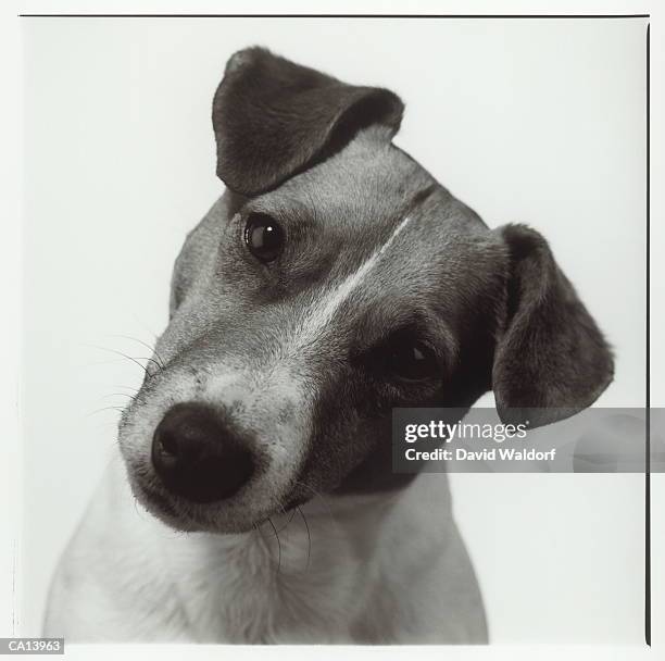 jack russell terrier cocking head, close-up (b&w) - waldorf stock-fotos und bilder