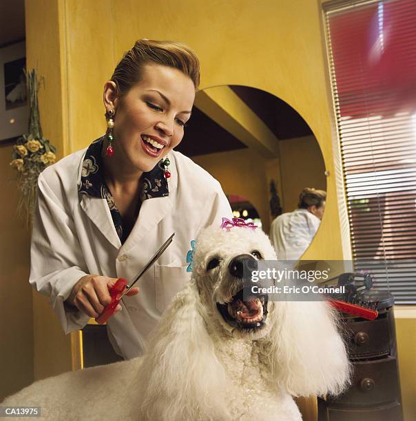 woman grooming poodle - pampered pets stock pictures, royalty-free photos & images