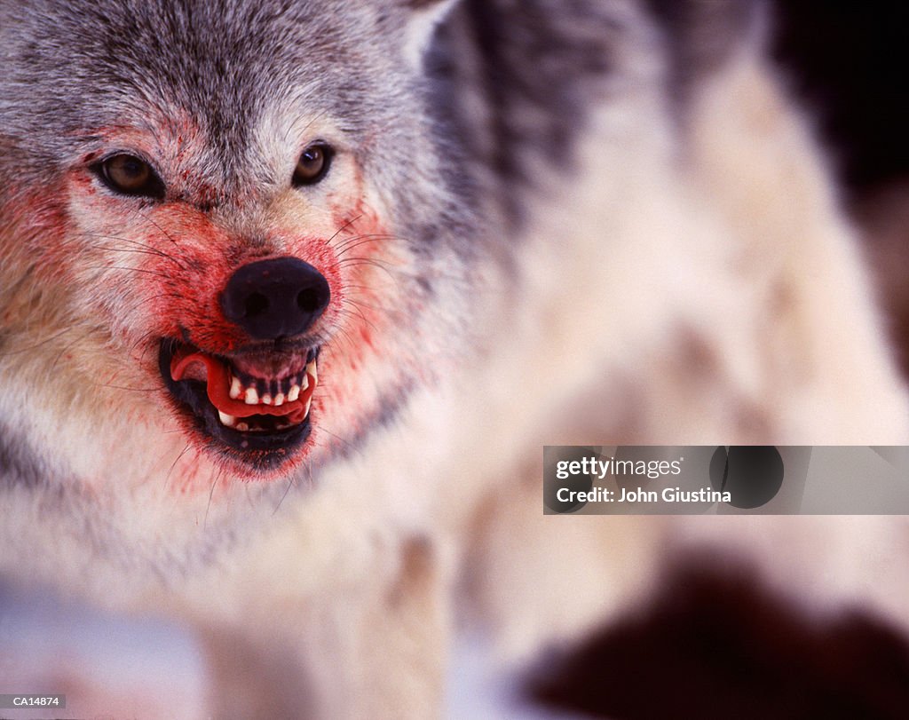 Grey wolf (Canis lupus) snarling, blood covering muzzle
