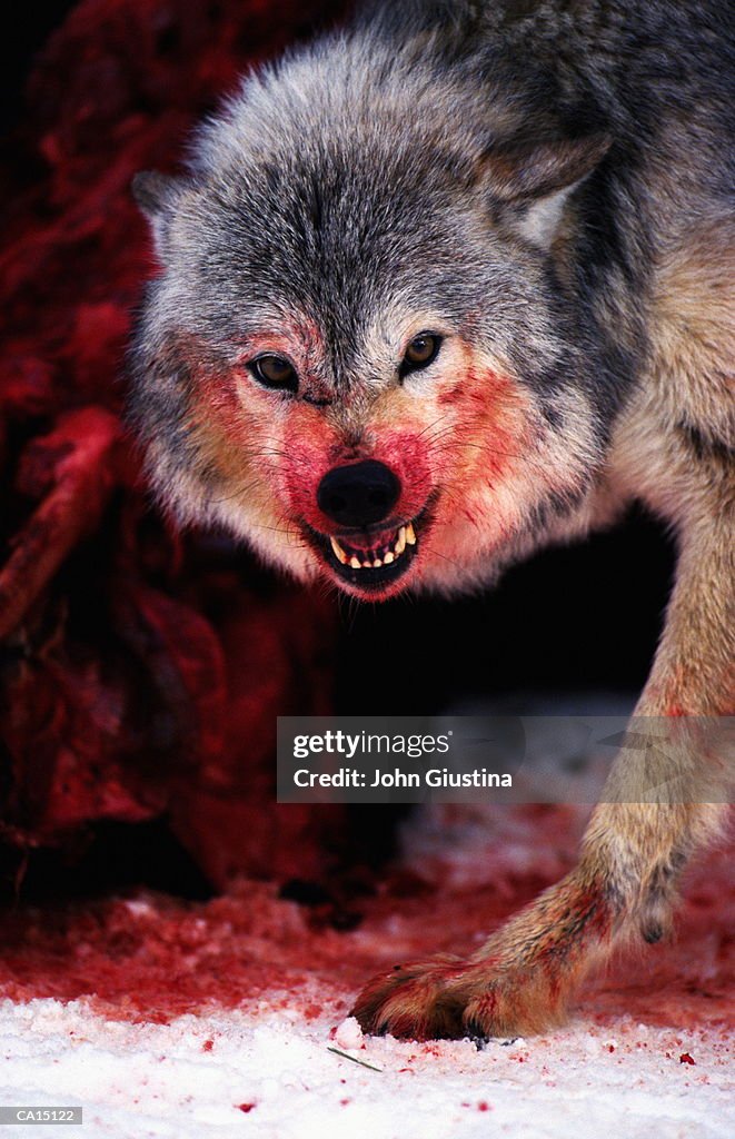 Grey wolf (Canis lupus) snarling over fresh kill