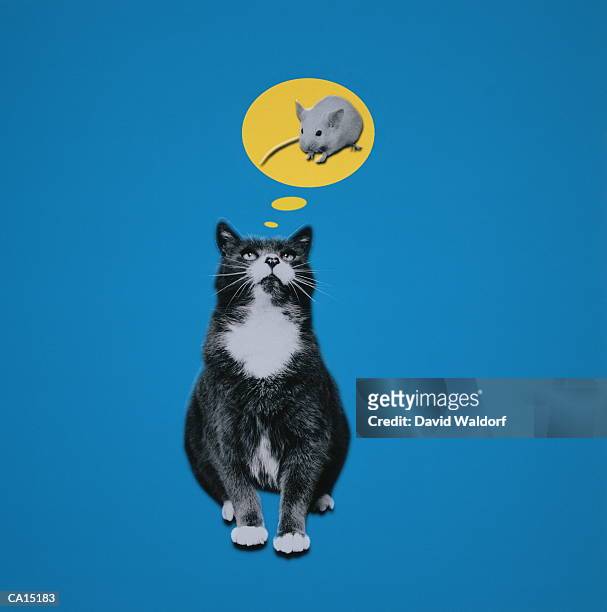 cat dreaming of mouse (composite) - waldorf fotografías e imágenes de stock
