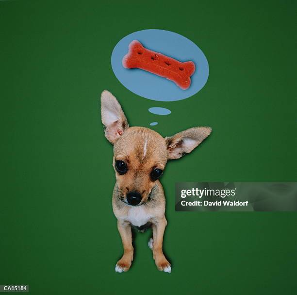 chihuahua dreaming of dog biscuit (composite) - waldorf stock-fotos und bilder