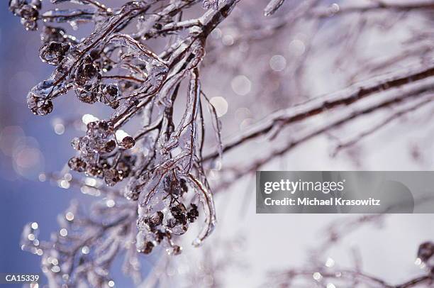 branch sheathed in ice after ice storm, close-up - ice storm stock pictures, royalty-free photos & images