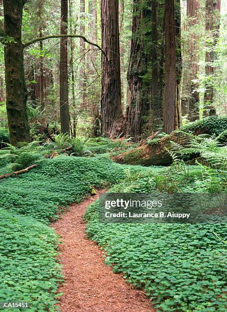 path through redwood (sequoia sempiverens) forest - sequoia stock pictures, royalty-free photos & images