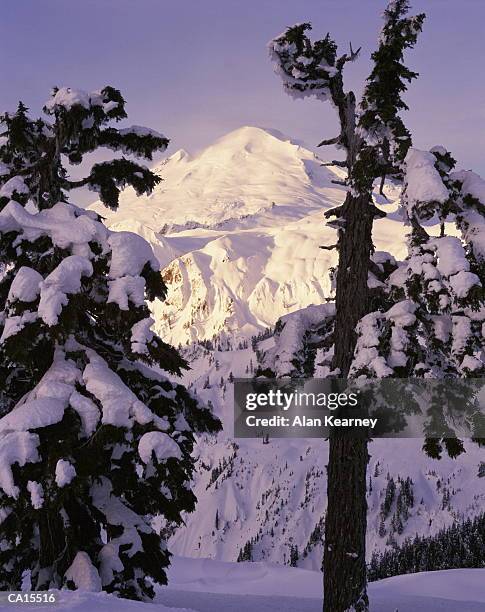 usa, washington, hemlocks and mount baker, winter - mt baker stockfoto's en -beelden