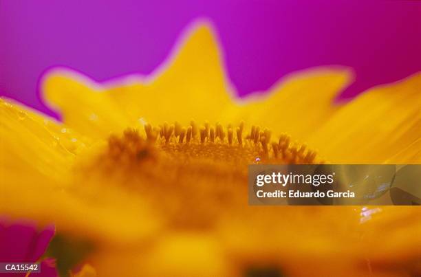 sunflower (helicanthus sp.), close-up (gel effect) - garcia stockfoto's en -beelden