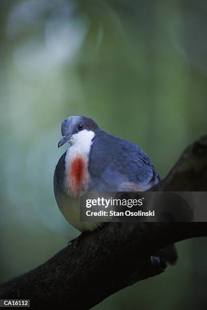 bleeding heart dove - dove foto e immagini stock