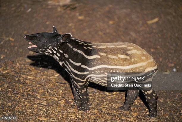 baby malayan tapir (tapirus indicus) - tapiro della malesia foto e immagini stock