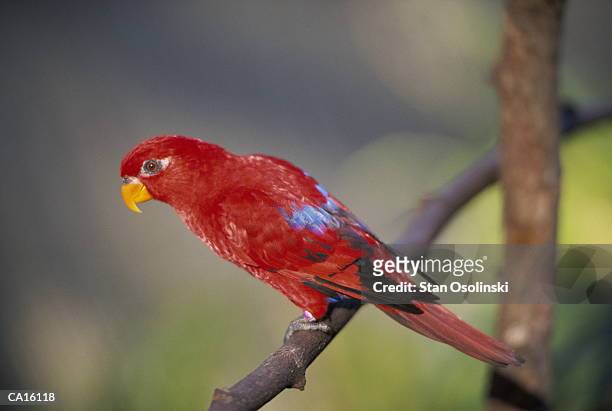 red lory (eos bornea) on tree branch - lori elle photos et images de collection