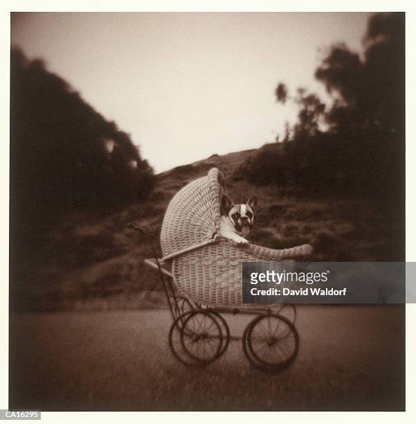 french bulldog in antique baby carriage (toned b&w) - waldorf stock-fotos und bilder