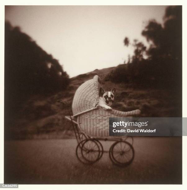 french bulldog in antique baby carriage (toned b&w) - waldorf fotografías e imágenes de stock