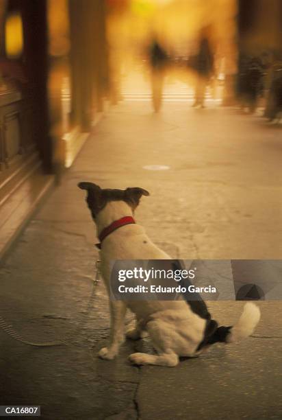 dog on leash, sitting on street, rear view - garcia stockfoto's en -beelden