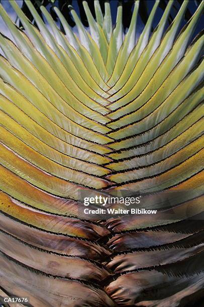 fan palm (palmaceae sp.) frond - fächerpalme stock-fotos und bilder