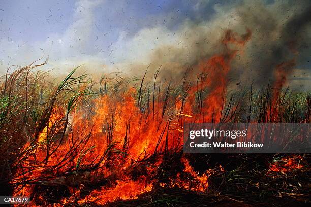 usa, hawaii, maui, sugar cane field burning - agriculture sugar cane stock pictures, royalty-free photos & images