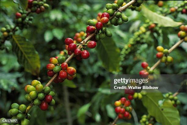 kona coffee beans growing on tree - crop plant - fotografias e filmes do acervo