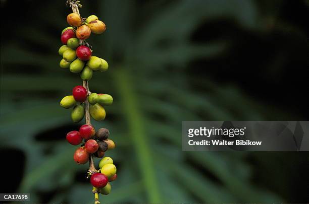 kona coffee beans growing on tree, close-up - kona coast stock pictures, royalty-free photos & images