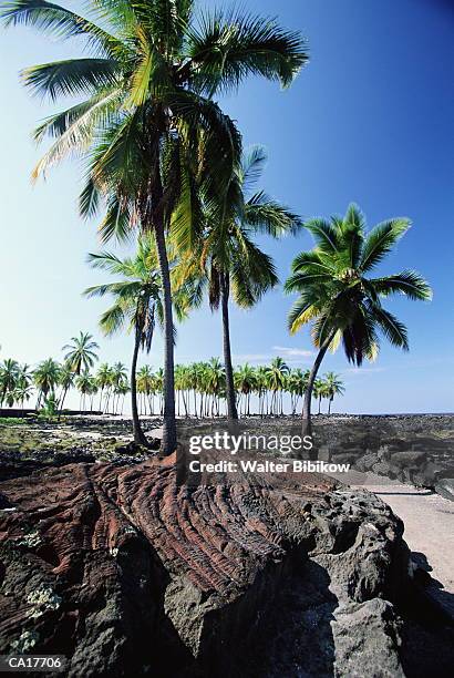 usa, hawaii, honaunau, palm trees growing on eroded lava - kona coast stockfoto's en -beelden