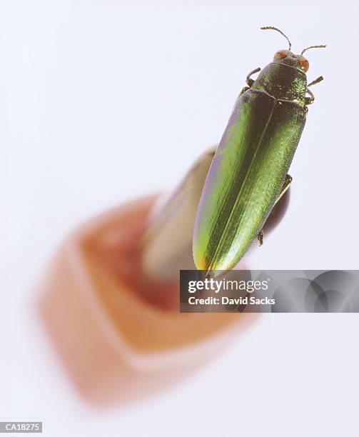 green beetle (coleoptera) on bottle of nail polish, close-up - longicorne photos et images de collection