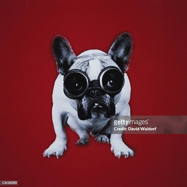 french bulldog wearing tanning goggles - waldorf fotografías e imágenes de stock