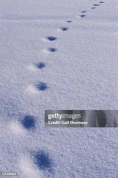 coyote tracks in snow - coyote imagens e fotografias de stock