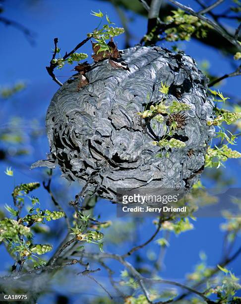 wasp nest in tree, spring, low angle view (selective focus) - hymenopteran insect stock pictures, royalty-free photos & images