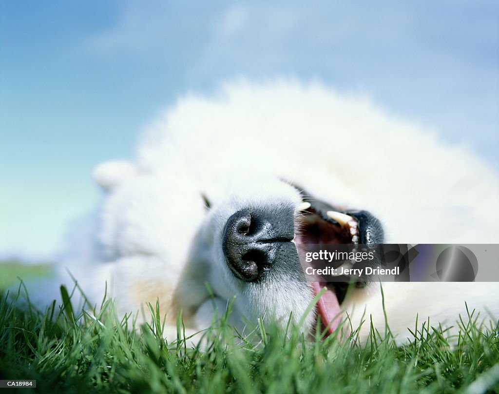 Samoyed Dog lying in grass with mouth open, ground view, close-up