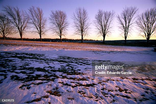 snow covering grass, dawn - garcia stock-fotos und bilder