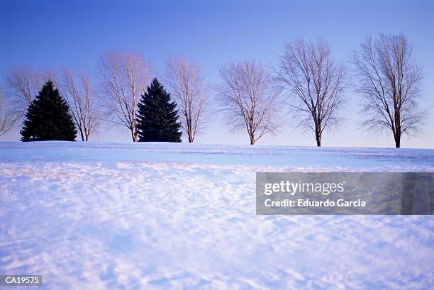 snow covered field, row of trees in background - garcia stockfoto's en -beelden