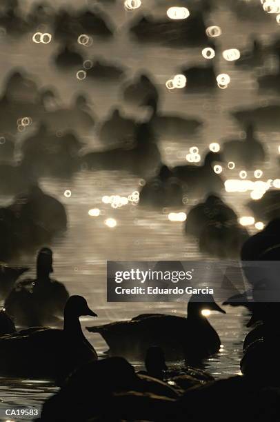 canada geese (branta canadensis) swimming in lake, silhouette (b&w) - garcia stockfoto's en -beelden
