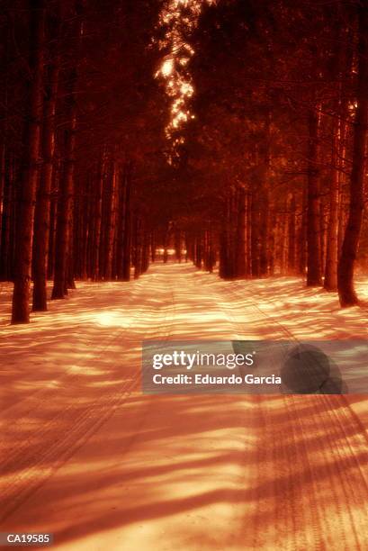 snow covering path through trees, winter, morning - garcia stockfoto's en -beelden
