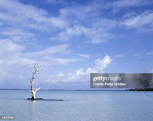 dead tree in shallow tropical water, harbour island, bahamas - peter island stock pictures, royalty-free photos & images