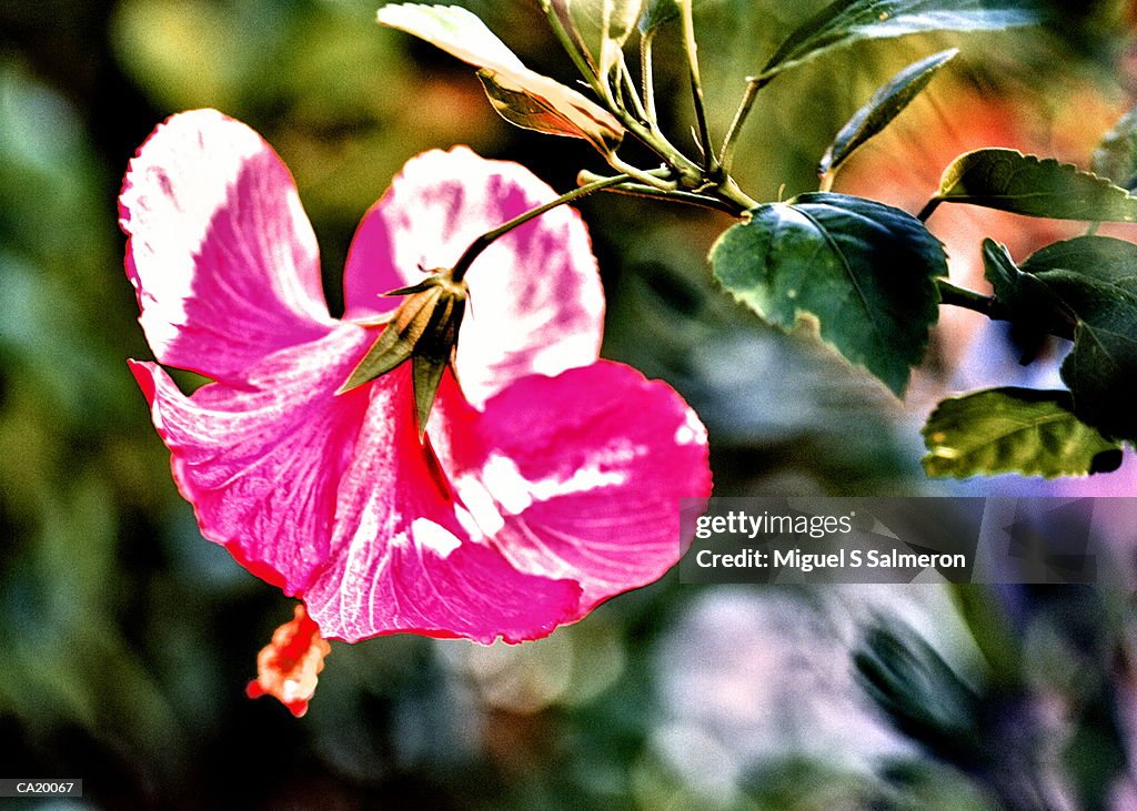 HIBISCUS CLOSE-UP HAWAII