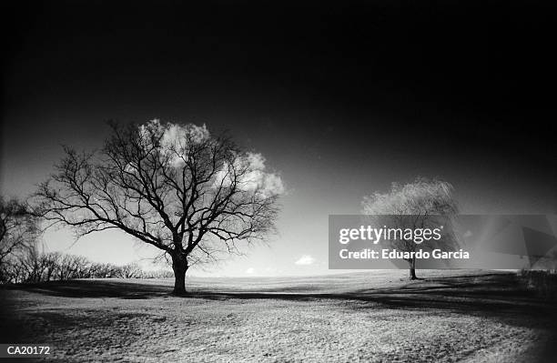 bare trees in field (b&w) - garcia stock-fotos und bilder