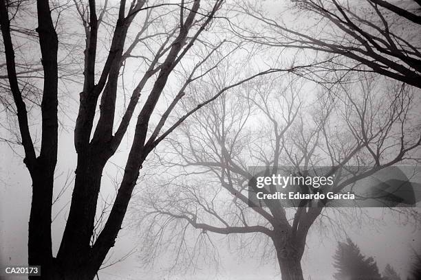 bare trees in fog, low angle view (b&w) - garcia stock-fotos und bilder