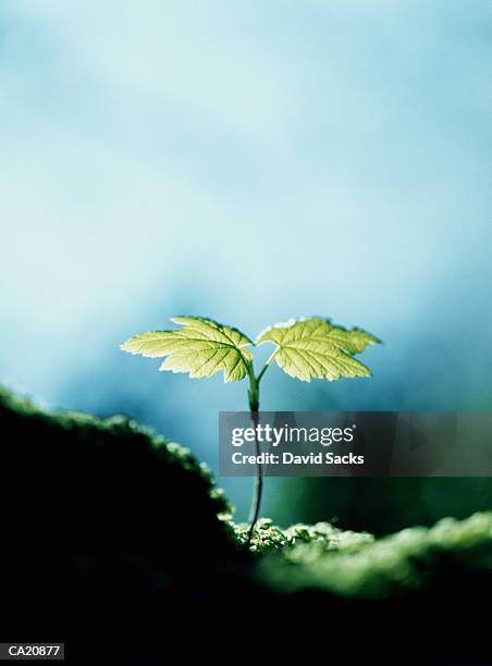 tree seedling, close-up - kleine boom stockfoto's en -beelden