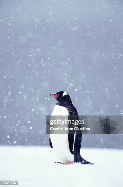 gentoo penguin (pygoscelis papua) - penguin stockfoto's en -beelden