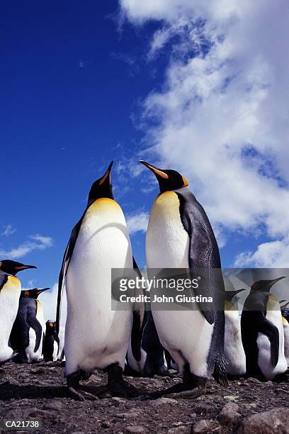 king penguin (aptenodytes patagonicus) - southern atlantic islands stock pictures, royalty-free photos & images
